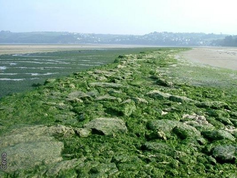 En images, les algues vertes recouvrent la baie du Curnic dans le Finistère