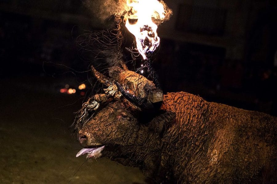 Espagne Ils Mettent Le Feu à Un Taureau Et Aux Réseaux