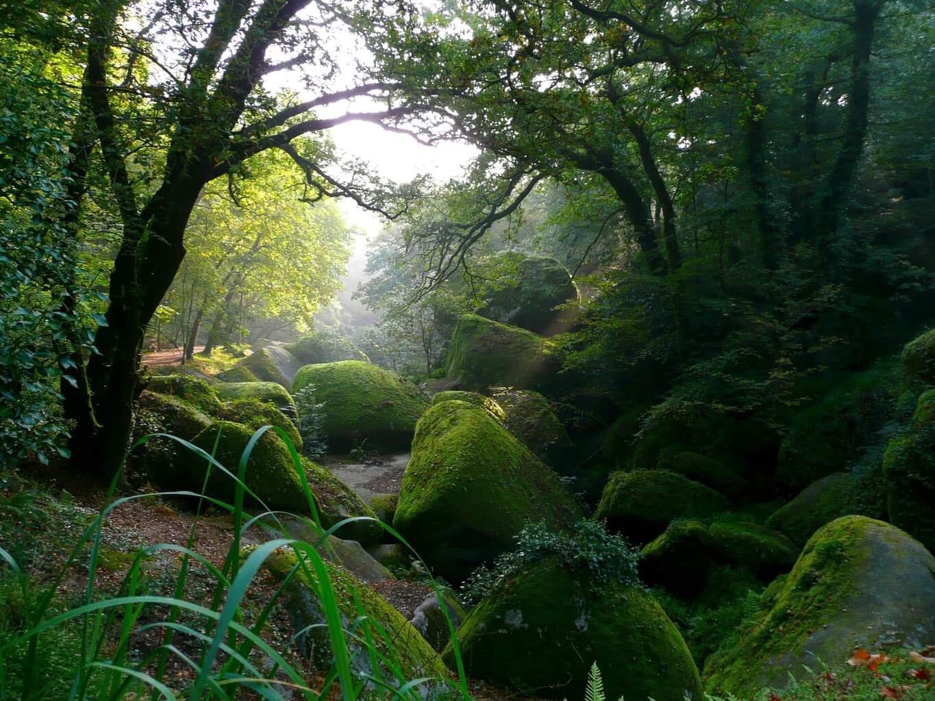 Breizh Forêt Bois : un fond pour faire grandir la forêt en Bretagne