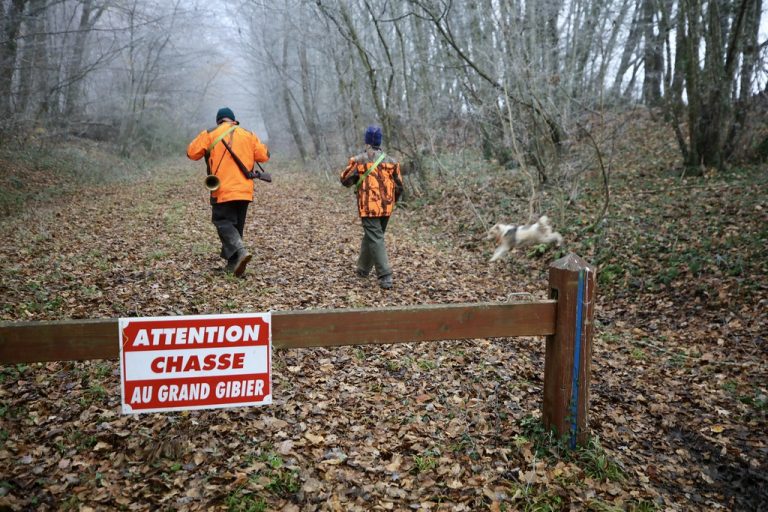 Peut on ramasser du bois dans les forêts ? - Le chasseur français