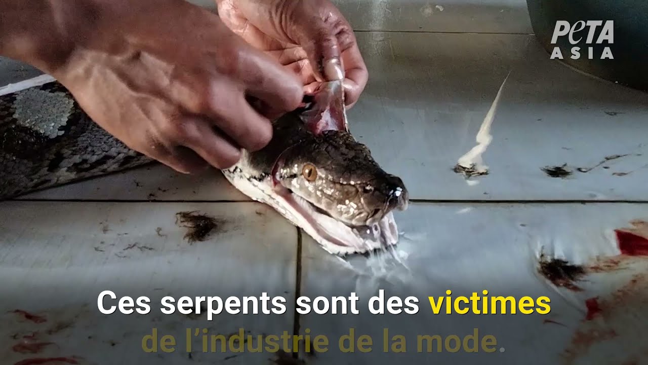 Des serpents dépecés au rasoir et frappés avec des marteaux chez des fournisseurs de LVMH en Indonésie