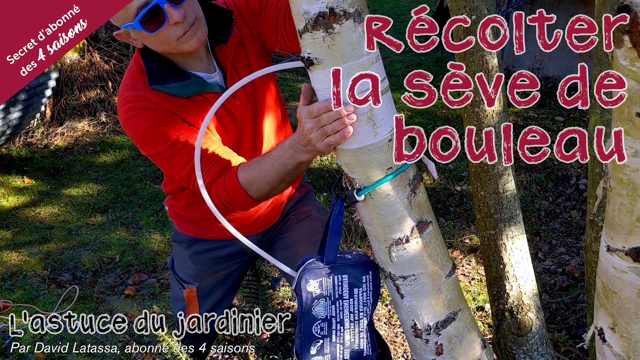 Récolter la sève de bouleau&une astuce de jardinier