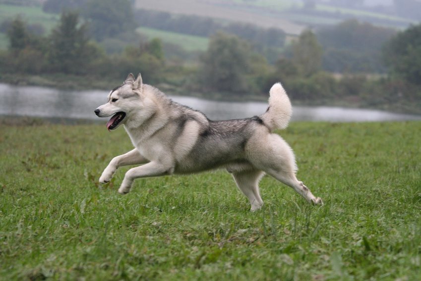 La Bretagne célèbre la semaine nationale du chien : une série d’événements à ne pas manquer (1/1)