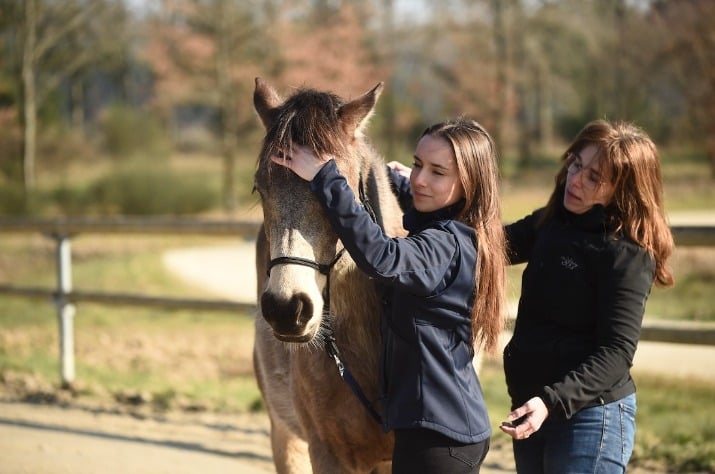 Devenir médiateur équin : un métier d’avenir au cœur de l’accompagnement humain grâce aux chevaux